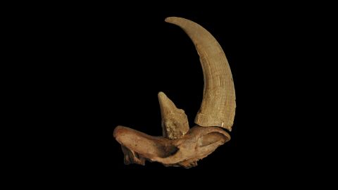 Woolly rhinos had massive horns.