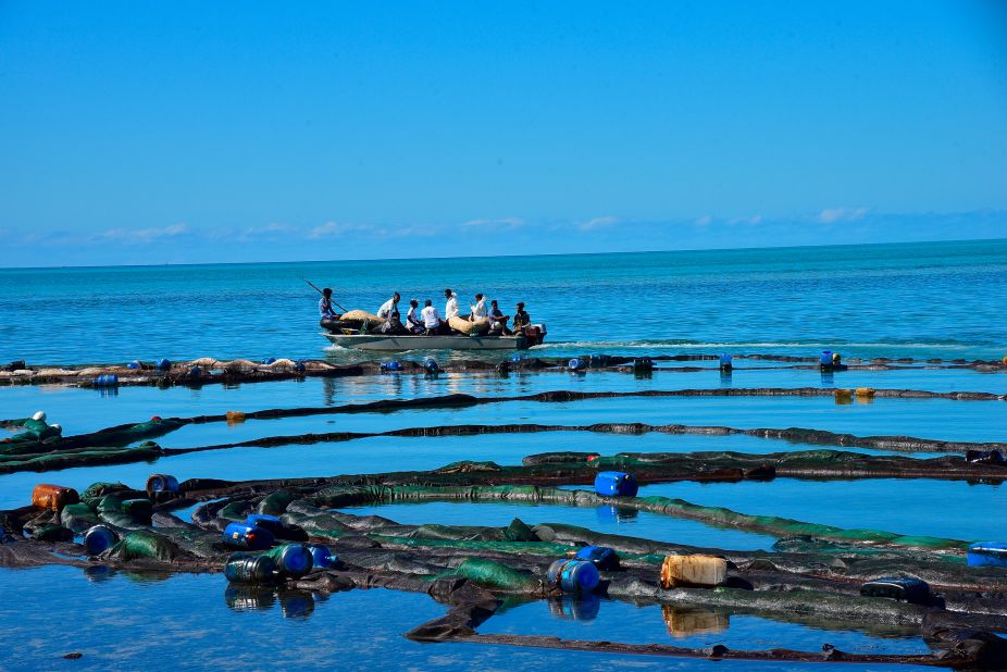 Volunteers attempt to surround the oil spill on Wednesday, August 12. Local residents are stuffing fabric sacks with sugar cane leaves to try to stop the oil spill from reaching their shores. 