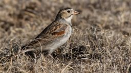 thick-billed longspur FILE