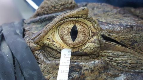 A researcher collects tears from a broad-snouted caiman. The team collected tears from captive animals in conservation centers around the world in the least stressful way possible.  