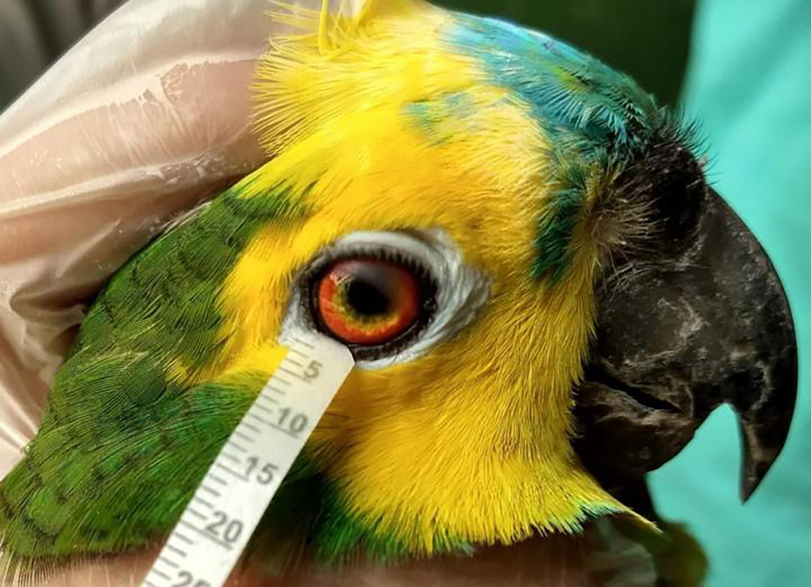 Can Birds Cry? Discover the Surprising Truth