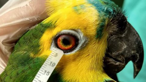 A researcher collects tears from a turquoise-fronted amazon. Although the tears of mammals like dogs and horses are more similar to humans, there are similar amounts of electrolyte fluid in the tears or birds, reptiles and humans.