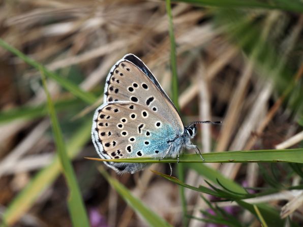 Extinct in the British countryside for 40 years, the <a href="index.php?page=&url=https%3A%2F%2Fedition.cnn.com%2F2020%2F08%2F13%2Fuk%2Flarge-blue-butterfly-intl-scli-gbr-scn%2Findex.html" target="_blank">large blue butterfly</a> was successfully reintroduced last year. Conservationists spent five years preparing the area in Rodborough Common in Gloucestershire, southwest England, for the butterfly's return, with around 750 of the distinctive insects appearing last summer. 