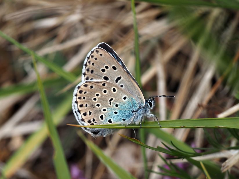 Extinct in the British countryside for 40 years, the <a href="https://edition.cnn.com/2020/08/13/uk/large-blue-butterfly-intl-scli-gbr-scn/index.html" target="_blank">large blue butterfly</a> was successfully reintroduced last year. Conservationists spent five years preparing the area in Rodborough Common in Gloucestershire, southwest England, for the butterfly's return, with around 750 of the distinctive insects appearing last summer. 