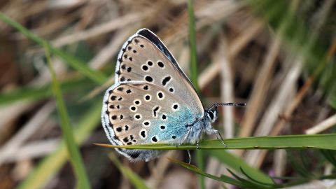 The butterflies were declared extinct in the UK more than 40 years ago. 