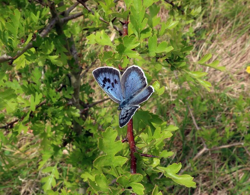 Evans hotsell blue butterfly