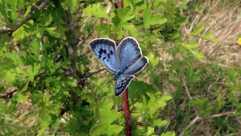Experts spent five years preparing for the butterflies to be reintroduced to the area.                          