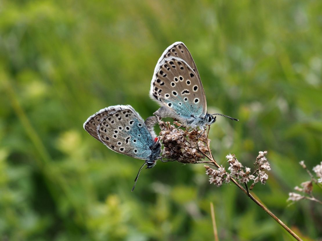 A mating pair of large blue butterflies on Rodborough Common.