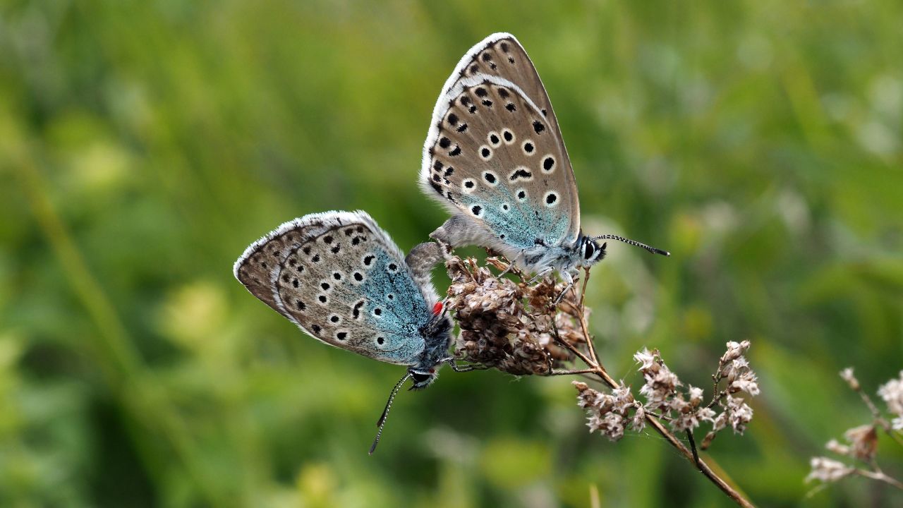 A mating pair of large blue butterflies on Rodborough Common.