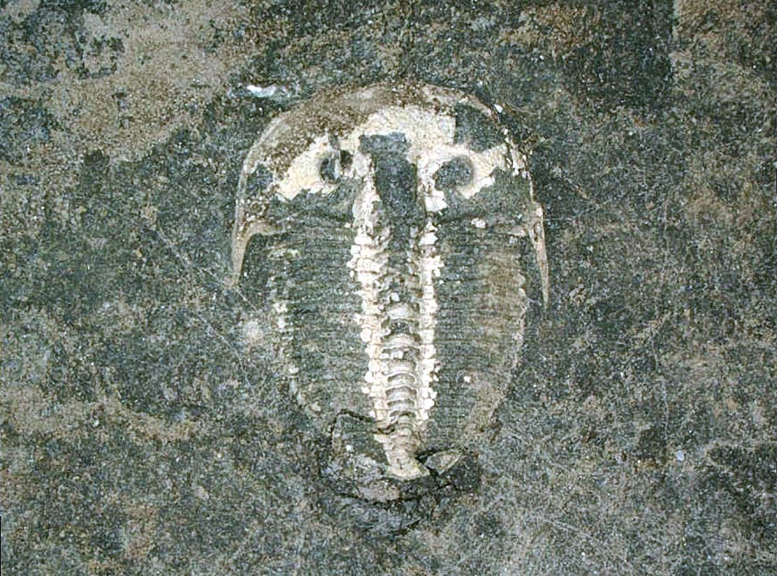 Researchers studied this 429 million-year-old trilobite fossil. 