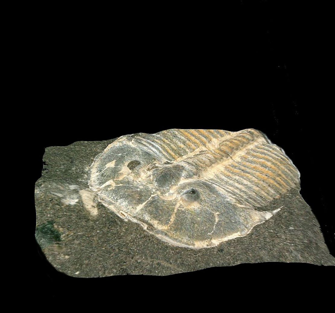 The trilobite Aulacopleura koninckii was incredibly small, with two protruding eye structures on the back of its head.