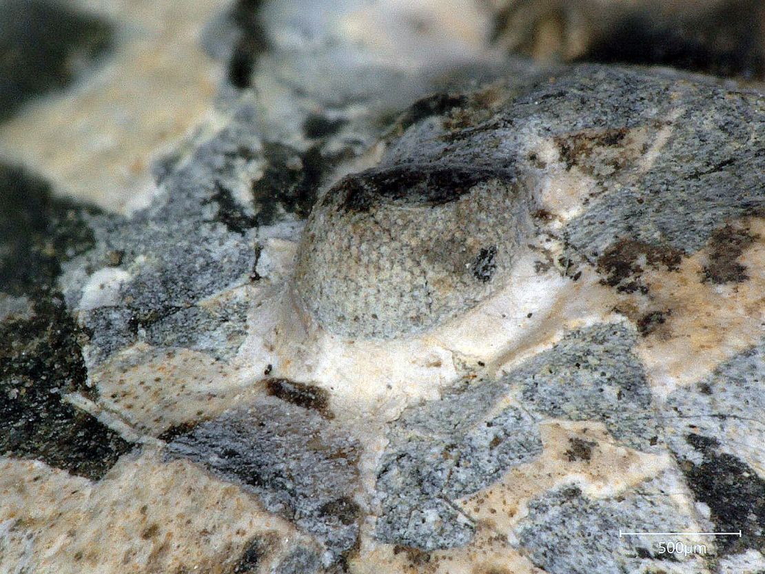 This is the complete compound left eye of the trilobite.