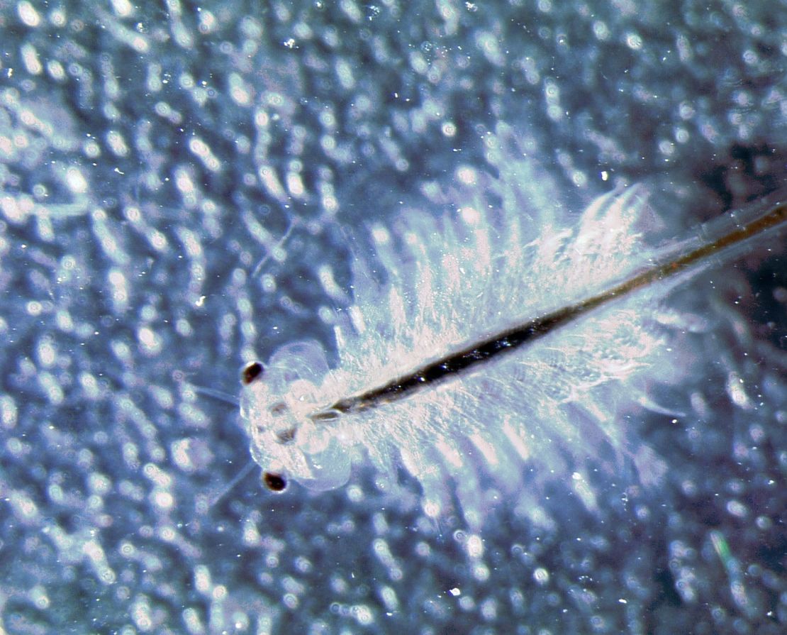 This is a modern translucent crustacean, comparable to the transluscence the trilobite likely displayed.