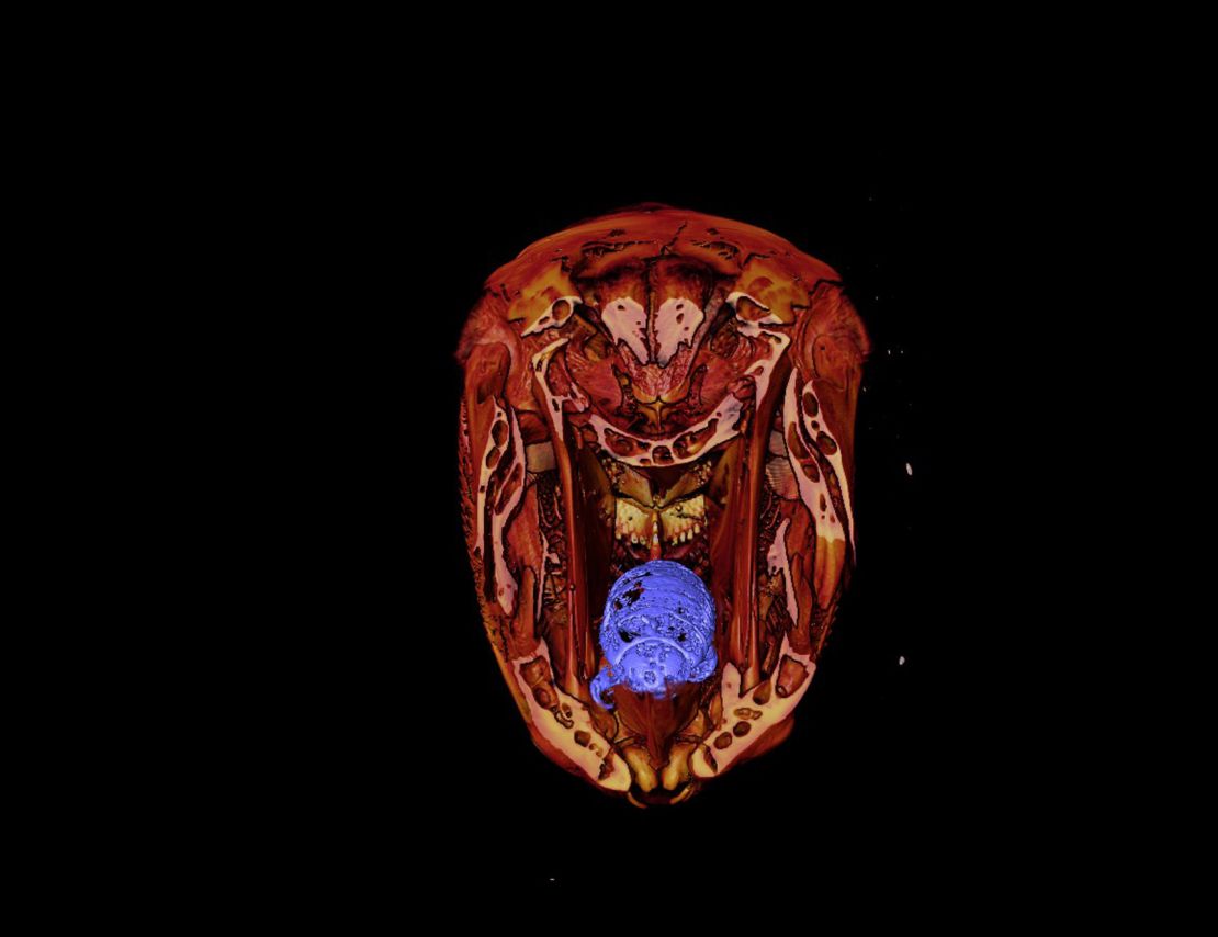Kory Evans, an evolutionary biologist at Rice University, found a tongue-eating louse in the mouth of a wrasse he had scanned. 