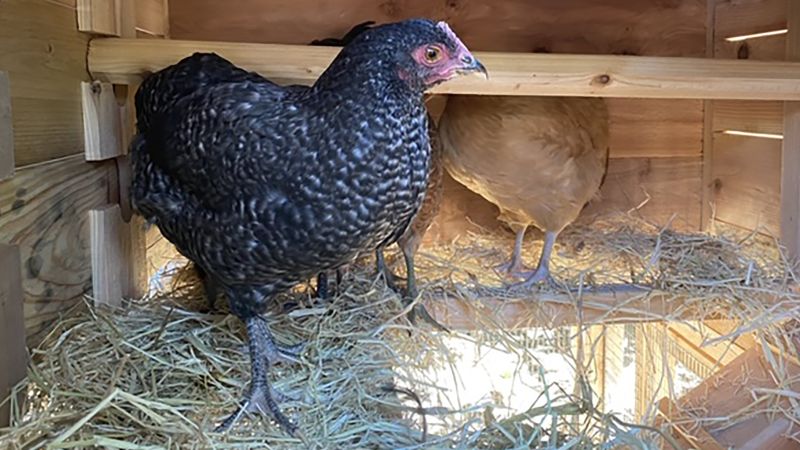 Los altos precios de los huevos pueden tentarlo a crear su propio rebaño de traspatio, pero las gallinas conllevan algunos riesgos para la salud.