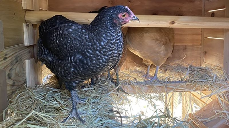 High egg prices may tempt you to start your own backyard flock, but chickens carry some health risks | CNN