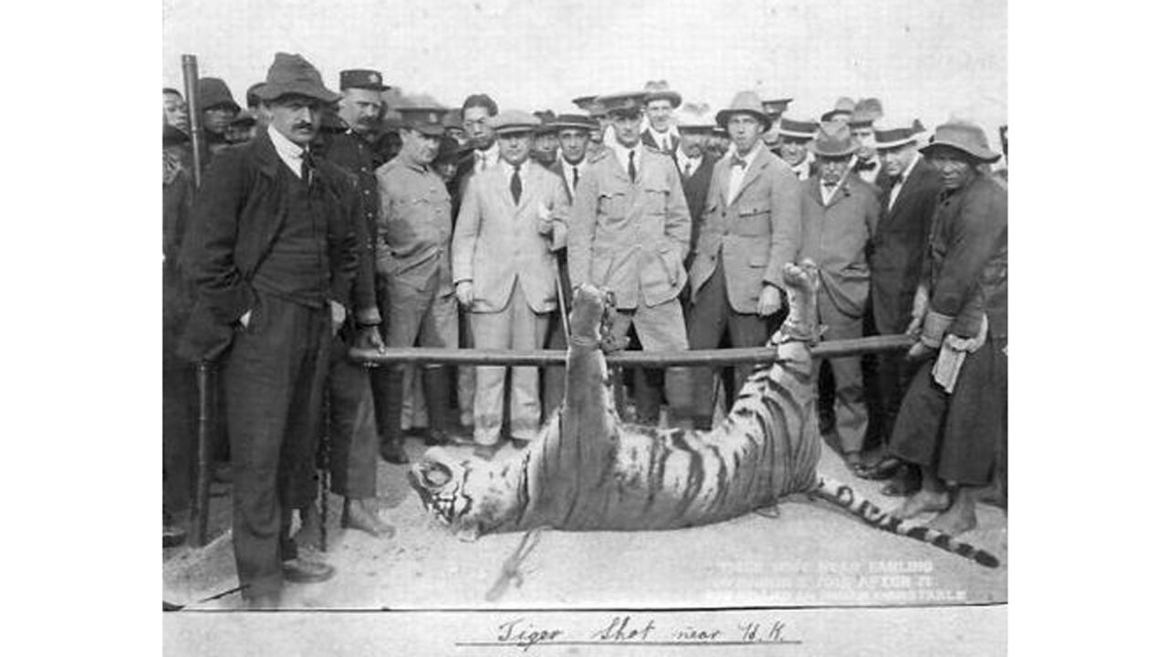 The tiger that killed two police officers in Hong Kong in 1915 is displayed in the city.
