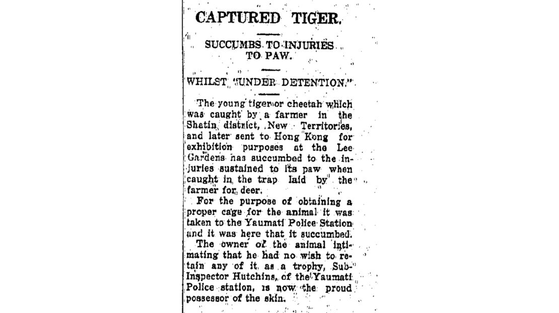 A Hong Kong news report from 1929 details how a tiger that was captured in the city died in captivity there.