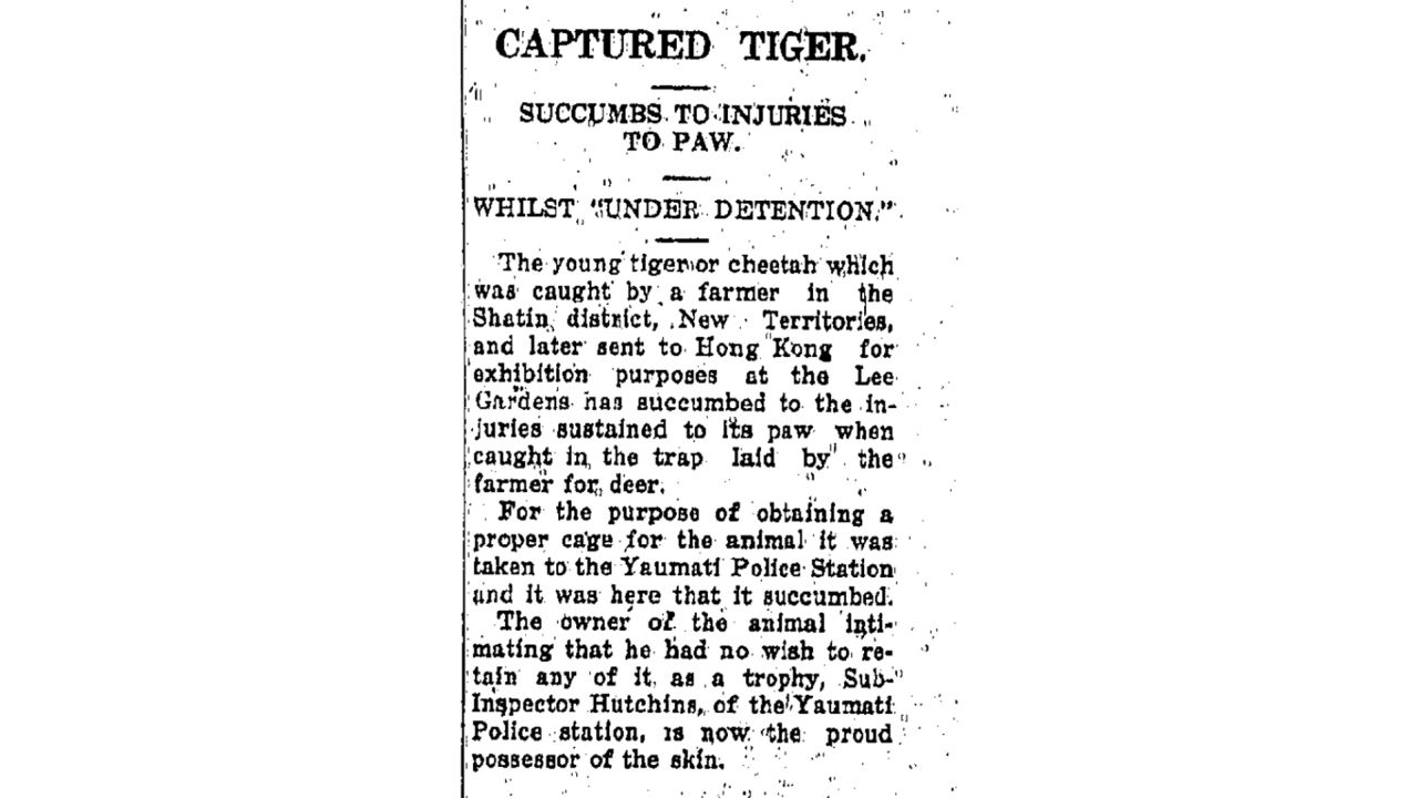 A Hong Kong news report from 1929 details how a tiger that was captured in the city died in captivity there.