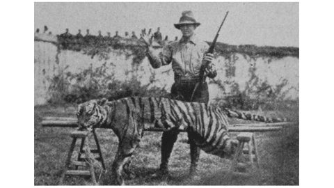 Tigers that once terrorized Hong Kong are almost extinct | CNN