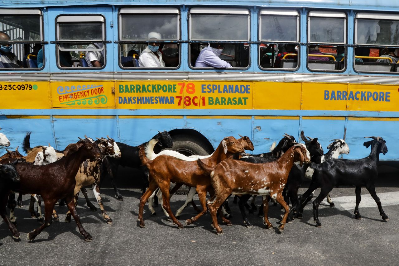 A herd of goats walks past a parked bus in Kolkata, India, on Monday, August 10.