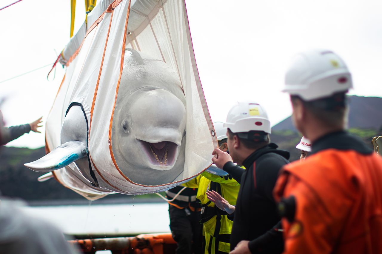 A beluga whale named Little Grey is transferred to a pool at an open-water sanctuary in Iceland's Klettsvik Bay on Monday, August 10. After years in captivity, Little Grey and another beluga named Little White <a href="https://www.cnn.com/2020/08/10/europe/beluga-whale-journey-intl-scli/index.html" target="_blank">are returning to the sea</a> for the first time since 2011.