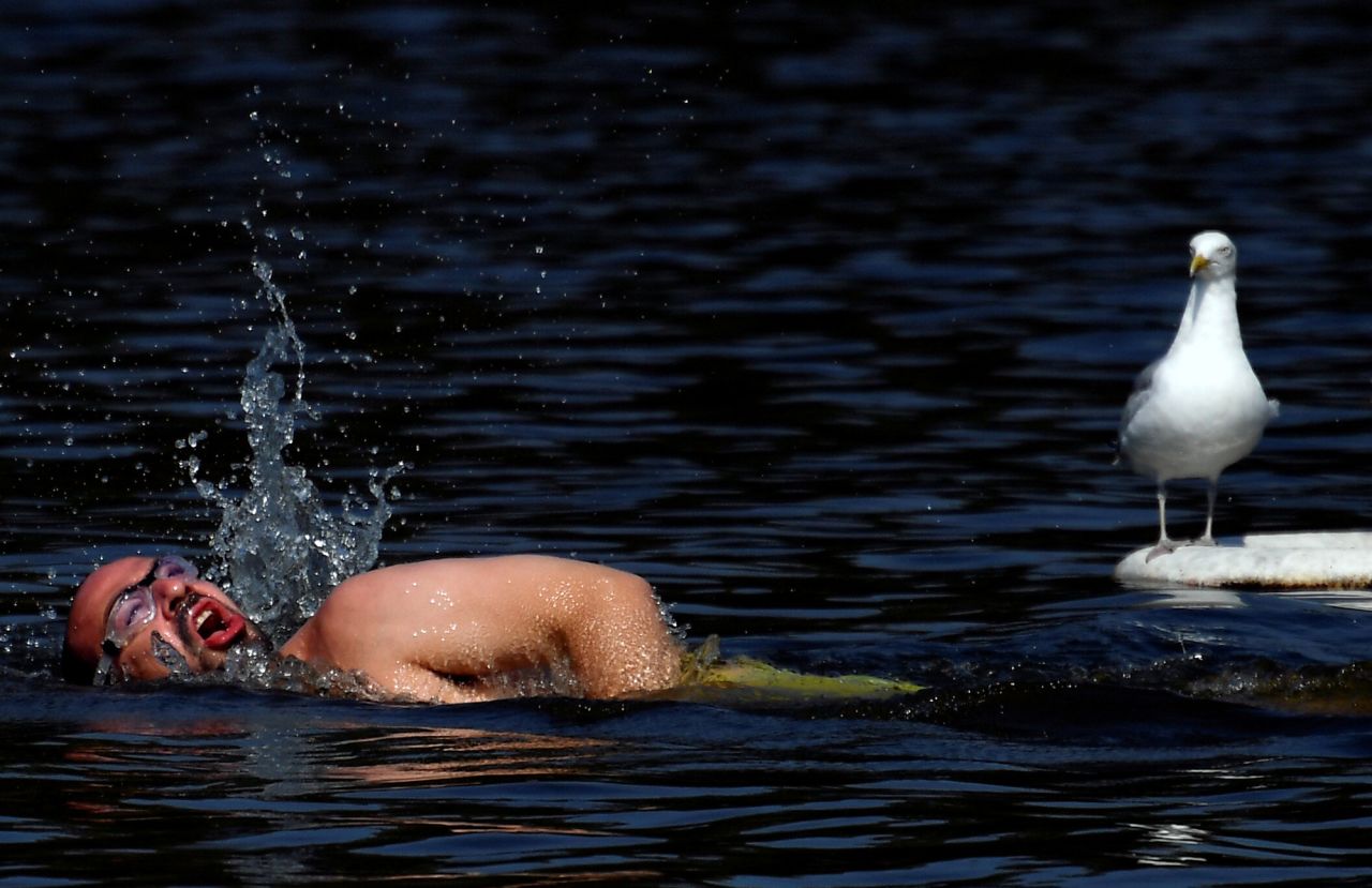 A man swims near a gull at London's Hampstead bathing ponds on Monday, August 10.