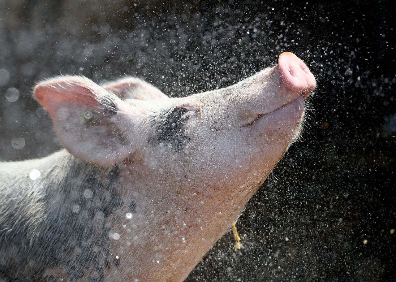 A pig enjoys a jet of water at a farm in Münster, Germany, on Monday, August 10.