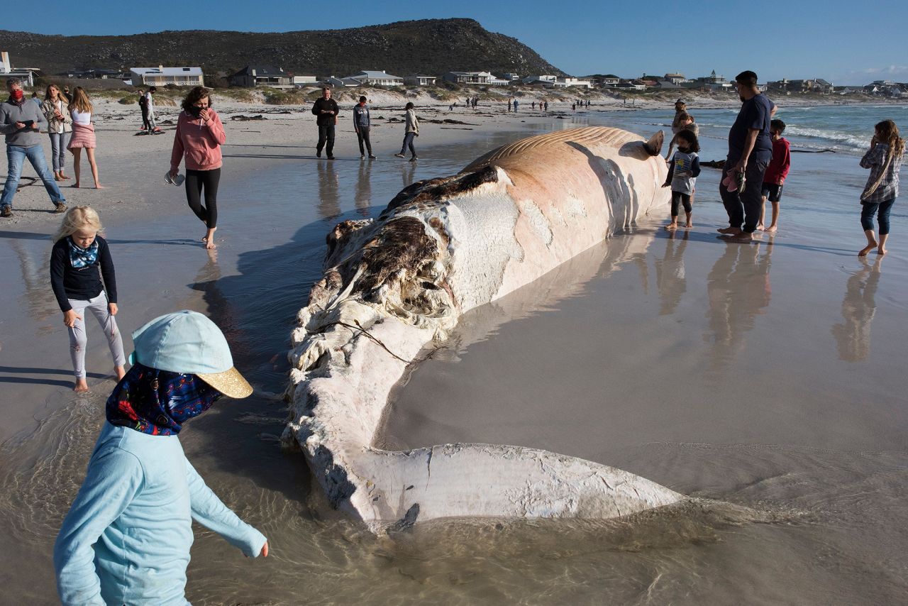 People look at the carcass of a Bryde's whale that had washed up on a beach in Cape Town, South Africa, on Monday, August 10.