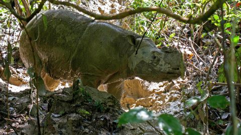 A Sumatran rhino in a protected region of Borneo near Lahad Datu, Malaysia, in October 2013.