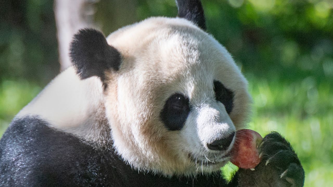 WASHINGTON, DC - OCTOBER 24:  Mei Xiang (may-SHONG), the adult female who's name means "beautiful fragrance" eats an apple during snack time at the Smithsonian National Zoo.   (Photo by Jonathan Newton / The Washington Post via Getty Images)