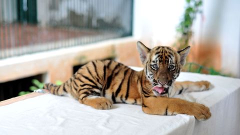  A South China tiger cub at Guangzhou Zoo on June 22, 2017, in China. Guangzhou Zoo breeds the species.  
