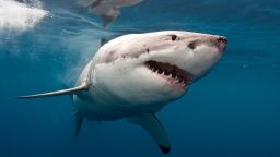 great white shark STOCK