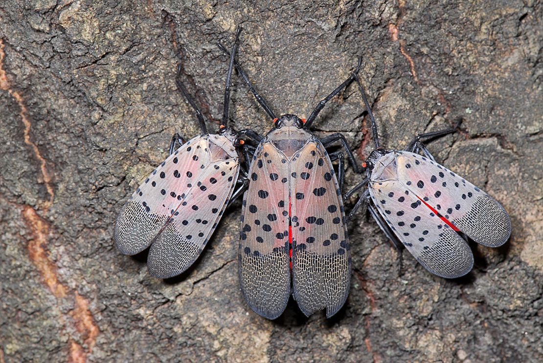 Spotted Lanternfly FILE