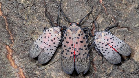 Spotted lanternflies hail from China and are adept travelers.