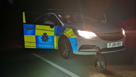 Po-Po had escaped from his home around a mile away.