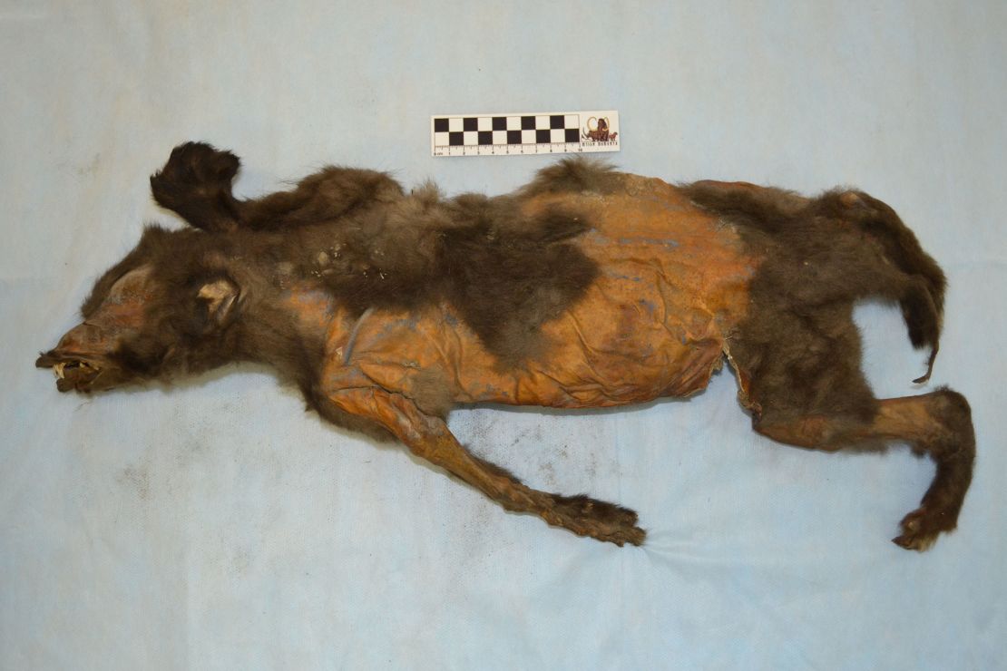 The preserved puppy was found in Tumat, Siberia.
