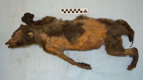 The preserved puppy was found in Tumat, Siberia.