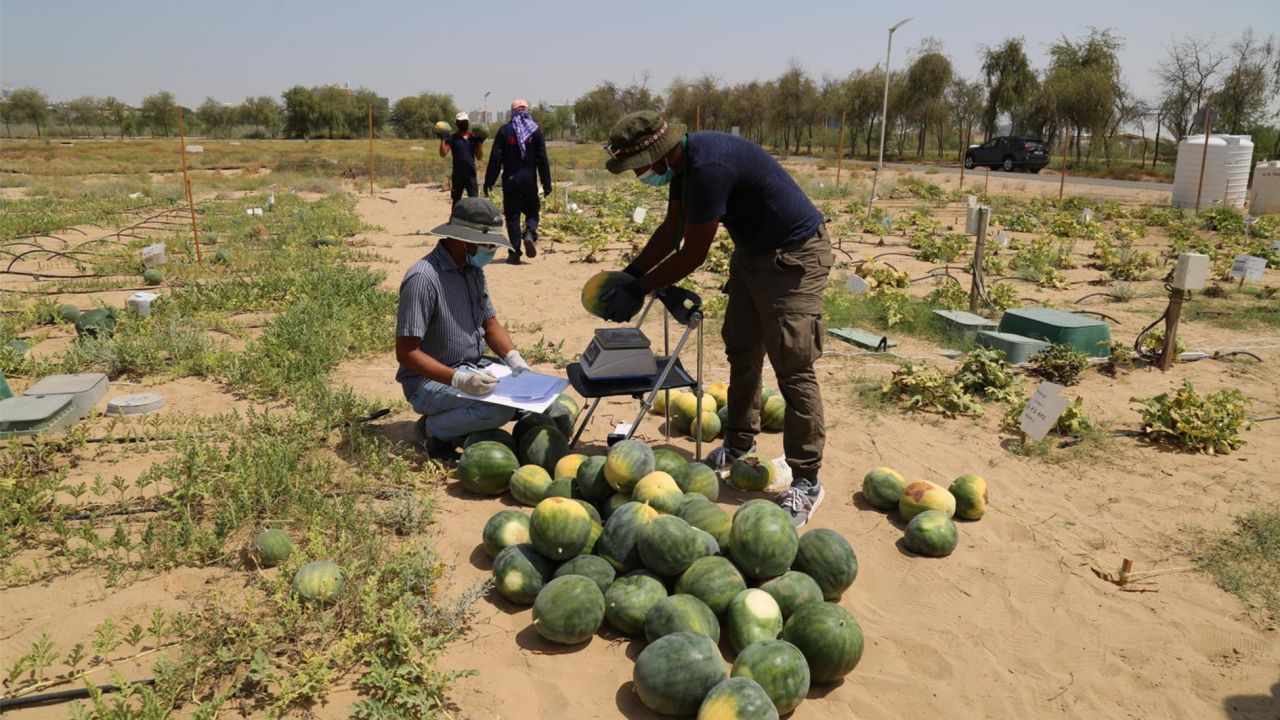 Desert Control says when its Liquid Nanoclay mixture is sprayed on sand, it forms a sponge-like layer in the soil that retains water and provides many plant-essential nutrients. Here, workers are harvesting a test crop of watermelons grown in the Dubai desert.