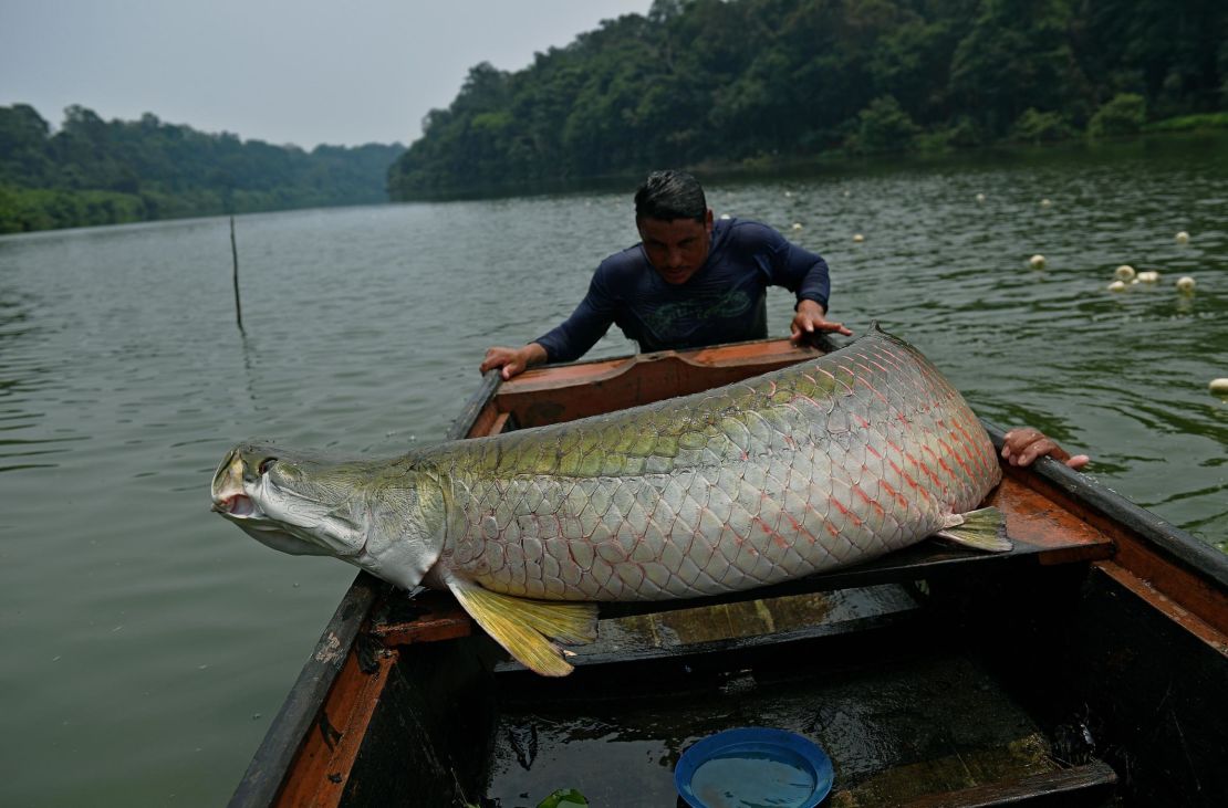 Fishermen load an arapaima onto their boat in the Western Amazon region near Volta do Bucho in the Ituxi Reserve on September 20, 2017.