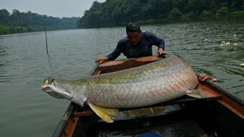 Fishermen load an arapaima onto their boat in the Western Amazon region near Volta do Bucho in the Ituxi Reserve on September 20, 2017.