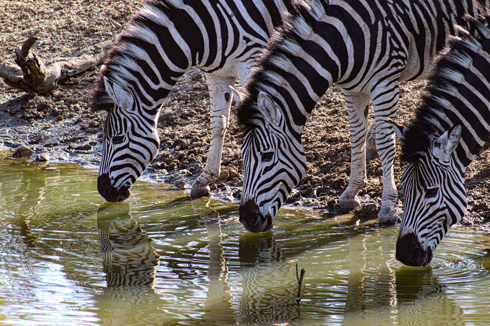 Zebra' tribal bodypaint cuts fly bites 10-fold: study