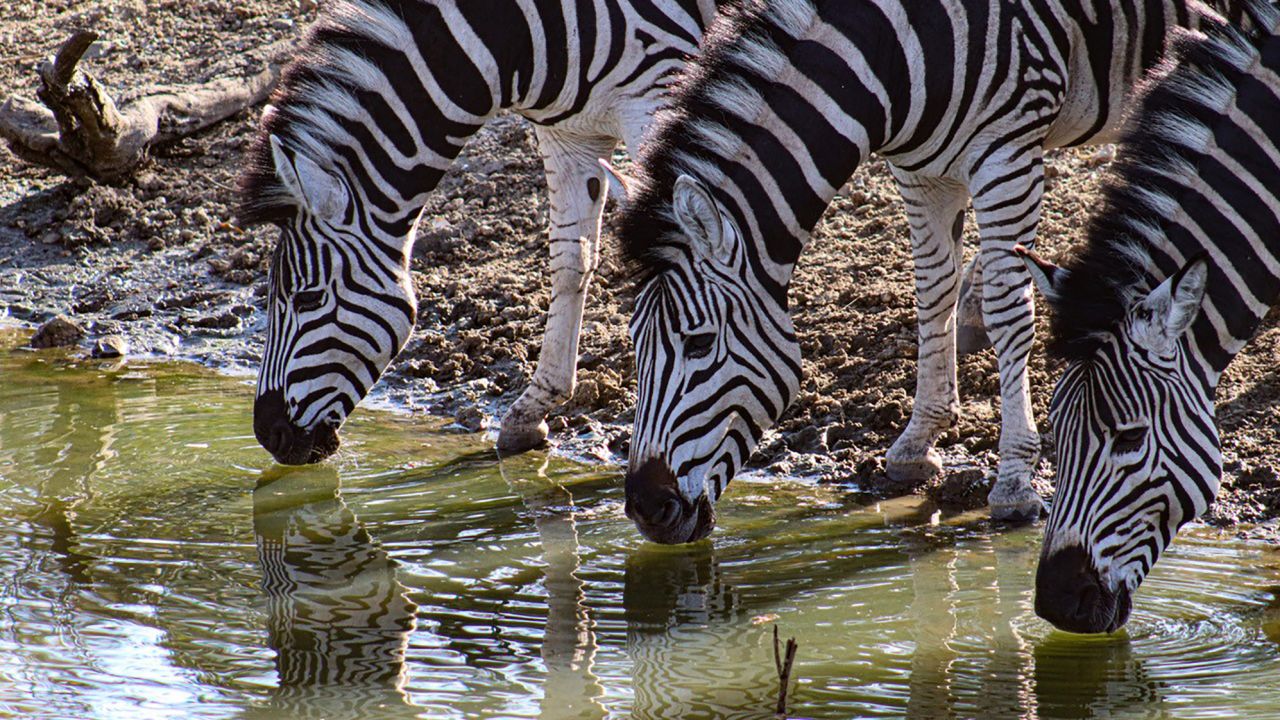 Three Zebras Drinking: The mystery of why zebras have their characteristic stripes has perplexed researchers for over a century.