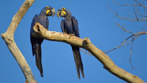 Blue macaws perch on a tree in the São Francisco do Perigara sanctuary prior to the devastating wildfire.