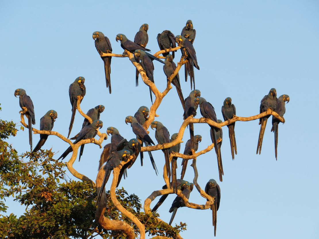 Blue macaws perch on a tree in the São Francisco do Perigara sanctuary prior to the fires.