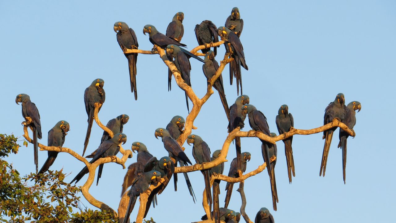 Blue macaws perch on a tree in the São Francisco do Perigara sanctuary prior to the fires.