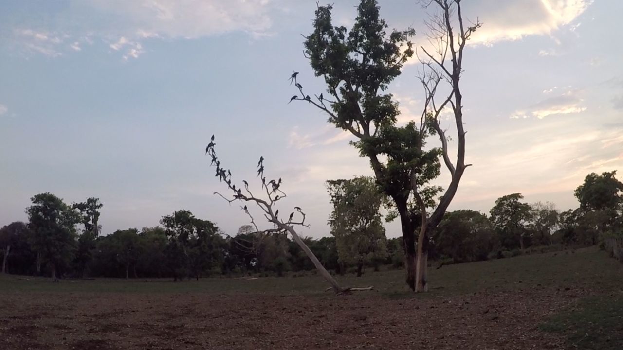 Macaws perched on trees at the sanctuary after the fires this week.
