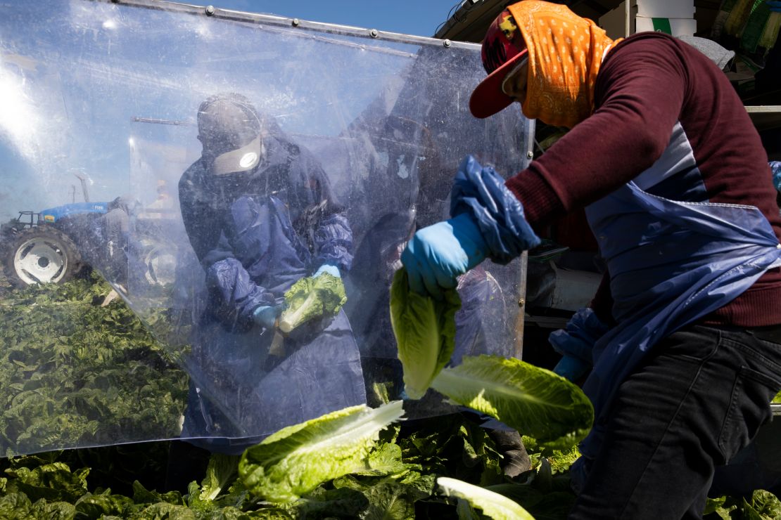 Farm laborers harvest romaine lettuce on a machine with heavy plastic dividers that separate workers from each other on April 27, in Greenfield, California. 