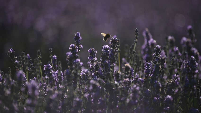 A bee flies from a lavender plant during a lavender harvest, by hand at Castle Farm Lavender in south-east England on July 11, 2020, as sales of lavender products have increased with people attempting to de-stress during the Covid-19 pandemic. (Photo by BEN STANSALL / AFP) (Photo by BEN STANSALL/AFP via Getty Images)