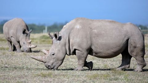 Female northern white rhinos Najin, right, and her offspring Fatu graze in their secured paddock in 2019 at the Ol Pejeta Conservancy in Kenya.
